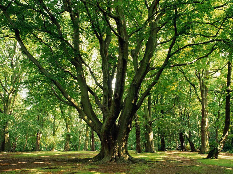 Large Beech Tree — Green