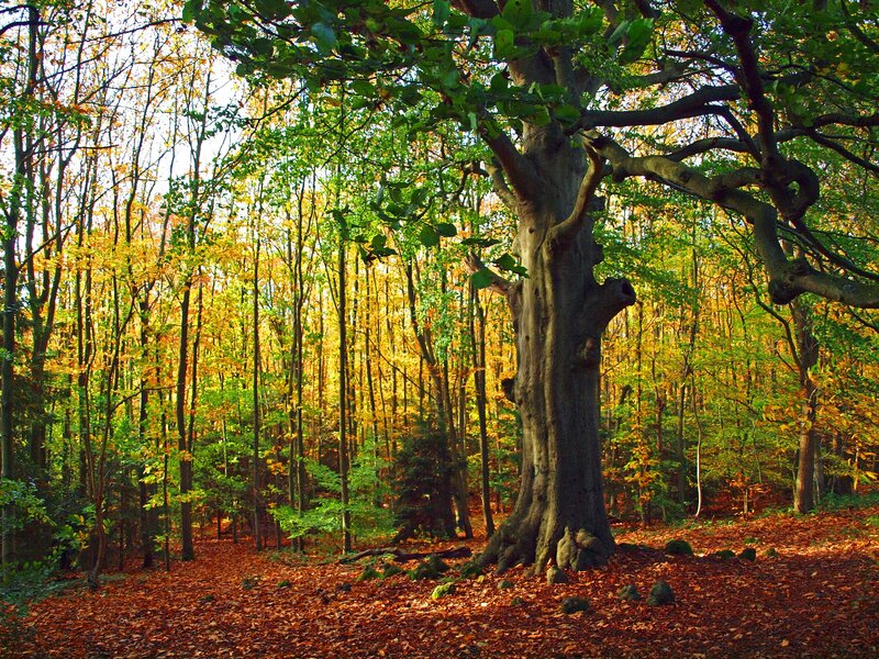 Large Beech Tree in Forest — Green