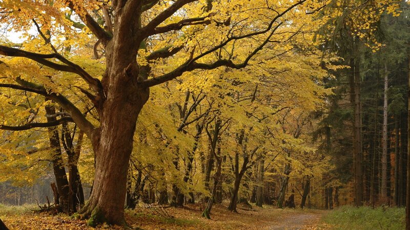 Large Beech Tree in Forest — Yellow, Serene
