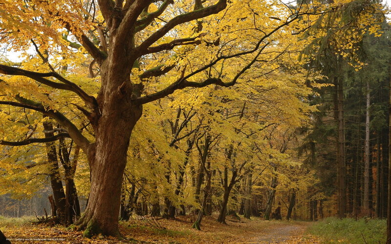 Large Beech Tree in Forest — Yellow