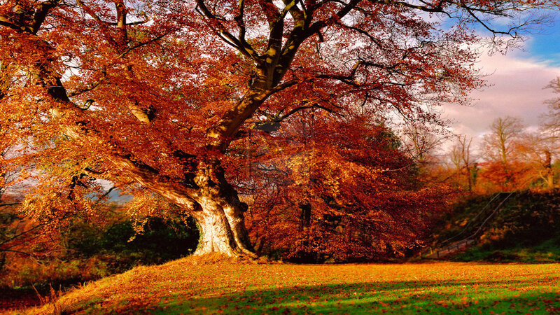 Large Beech Tree