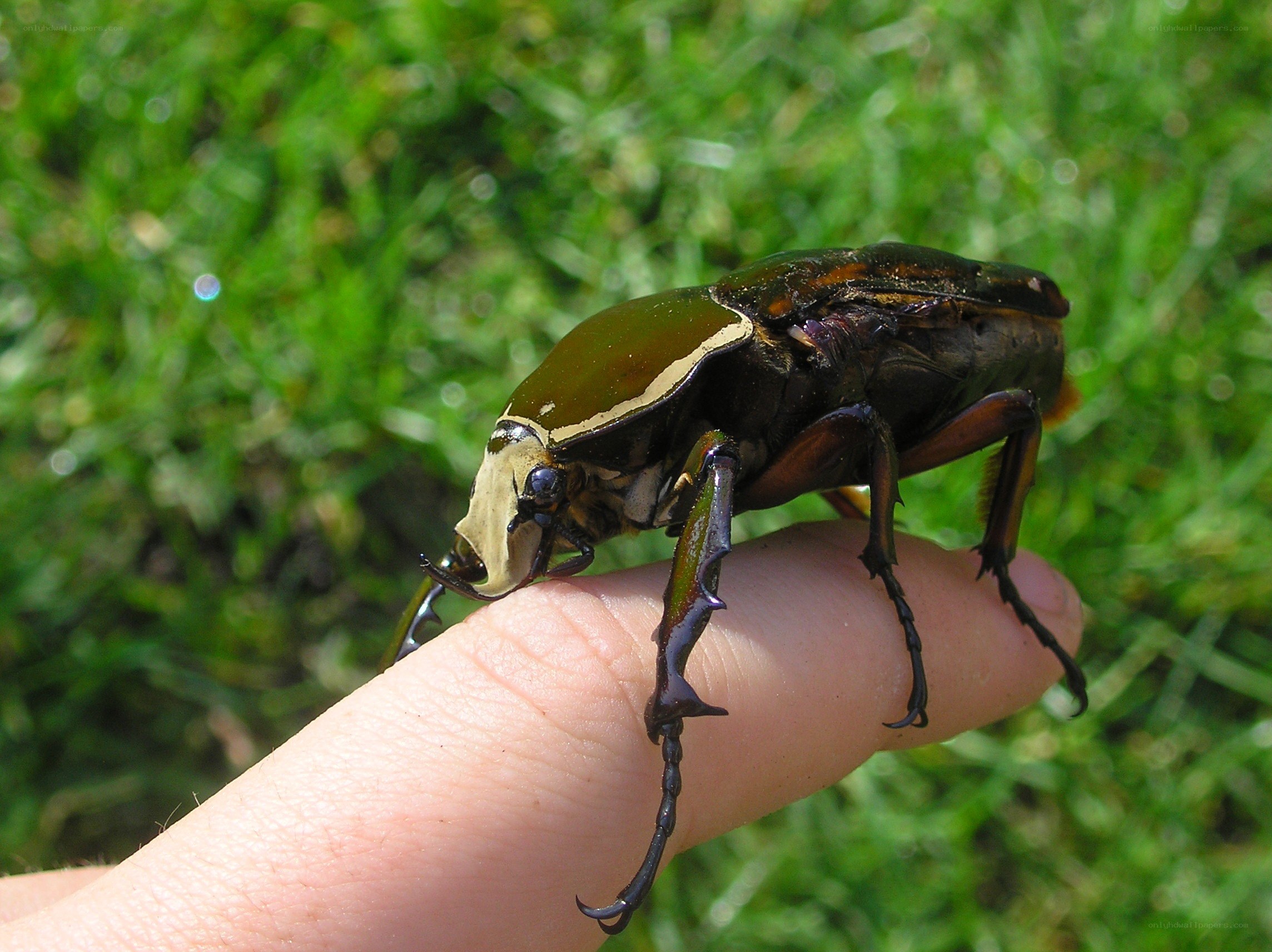 large beetle on a finger