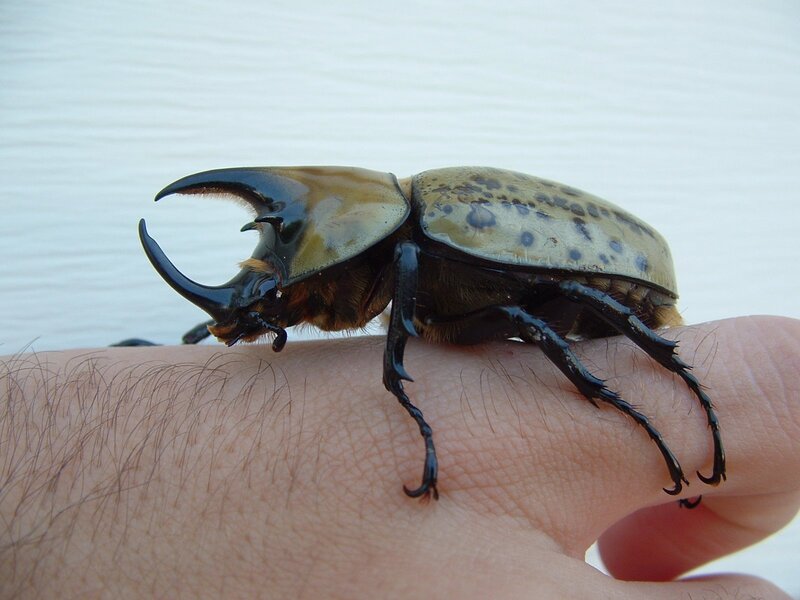 large beetle on hand