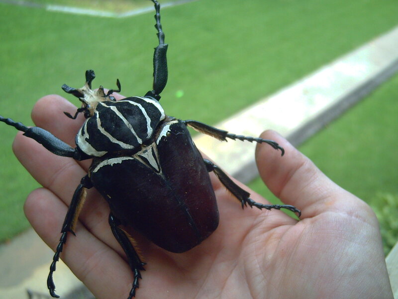 large beetle on hand