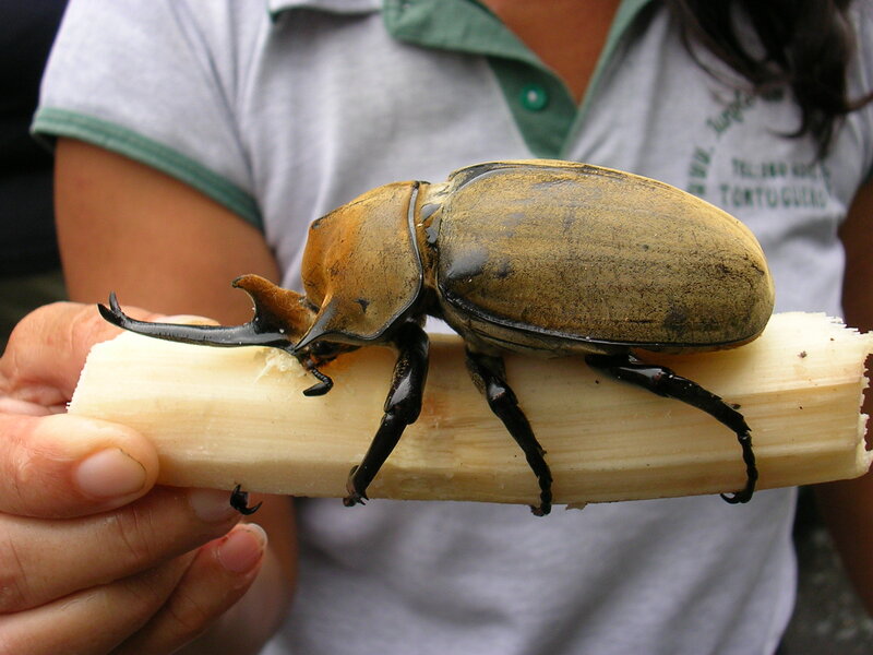 large beetle on sugarcane