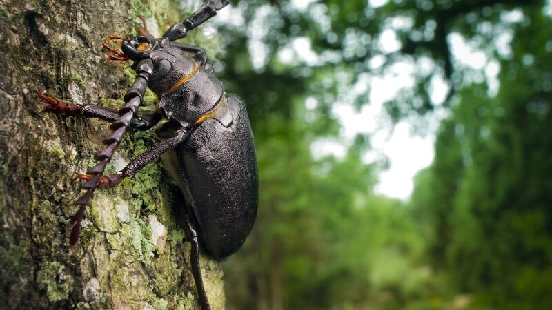 Large Beetle on Tree