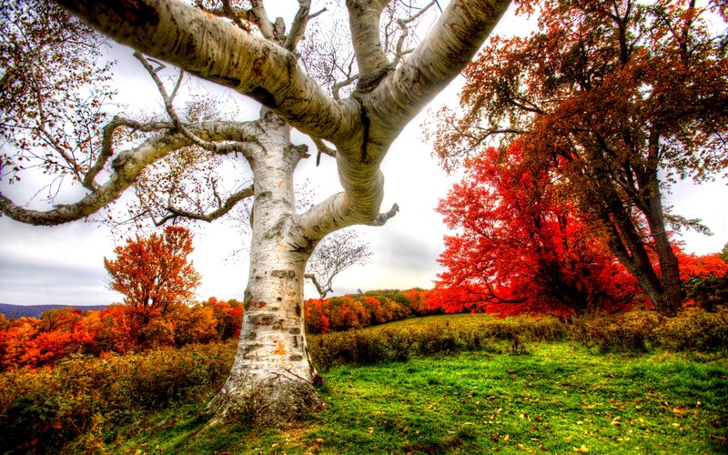 Large Birch Tree in Field