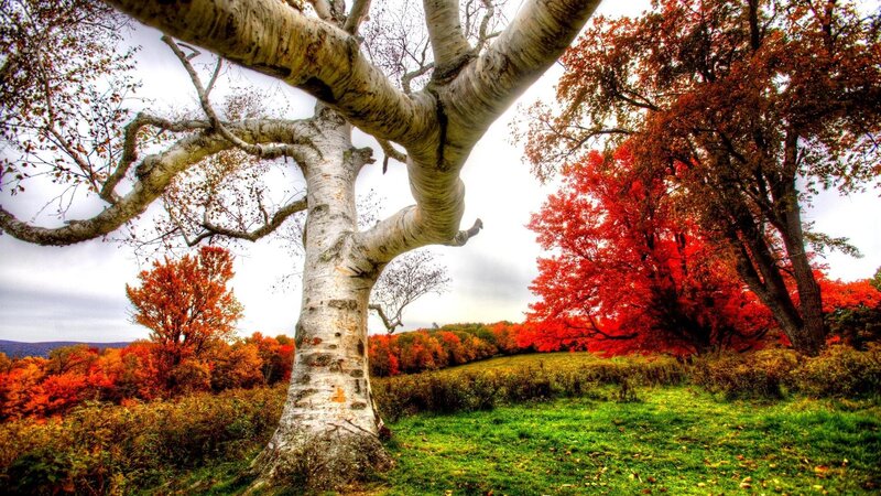 Large Birch Tree