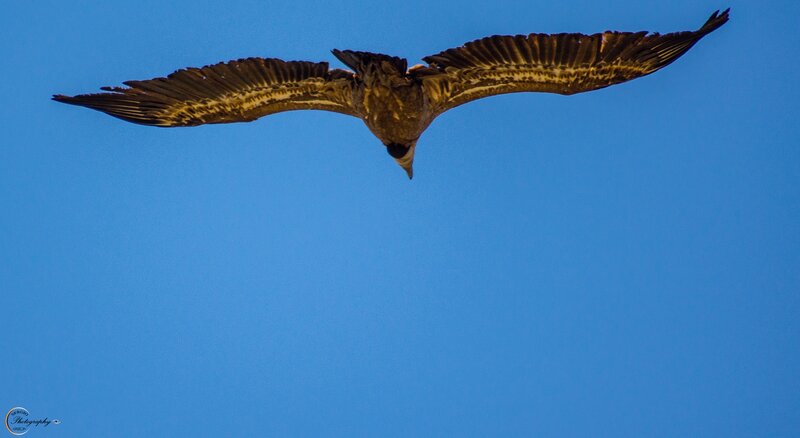 Large Bird in Flight — Blue