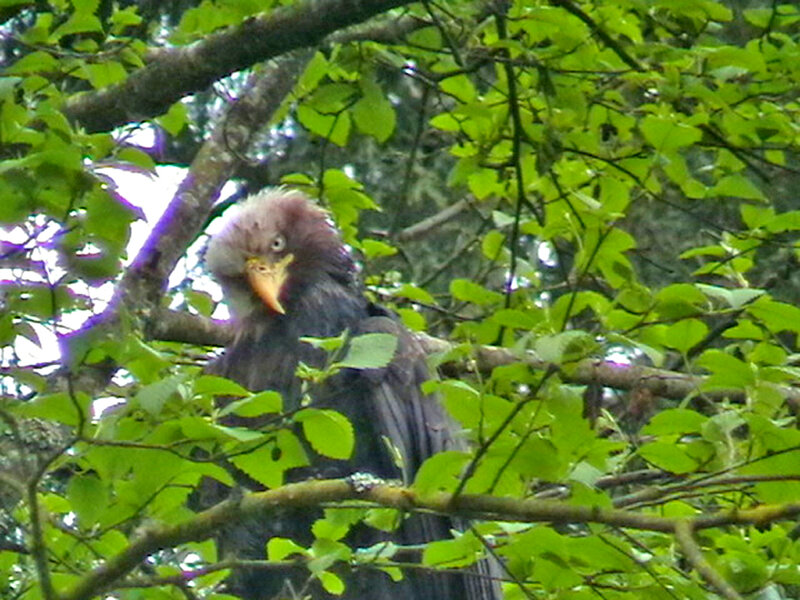 Large Bird in Tree