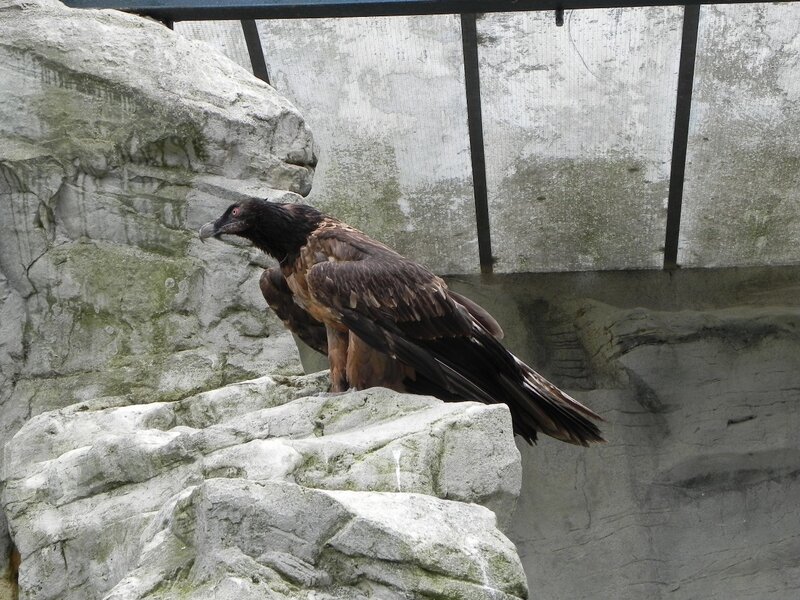 Large bird perched on rocks