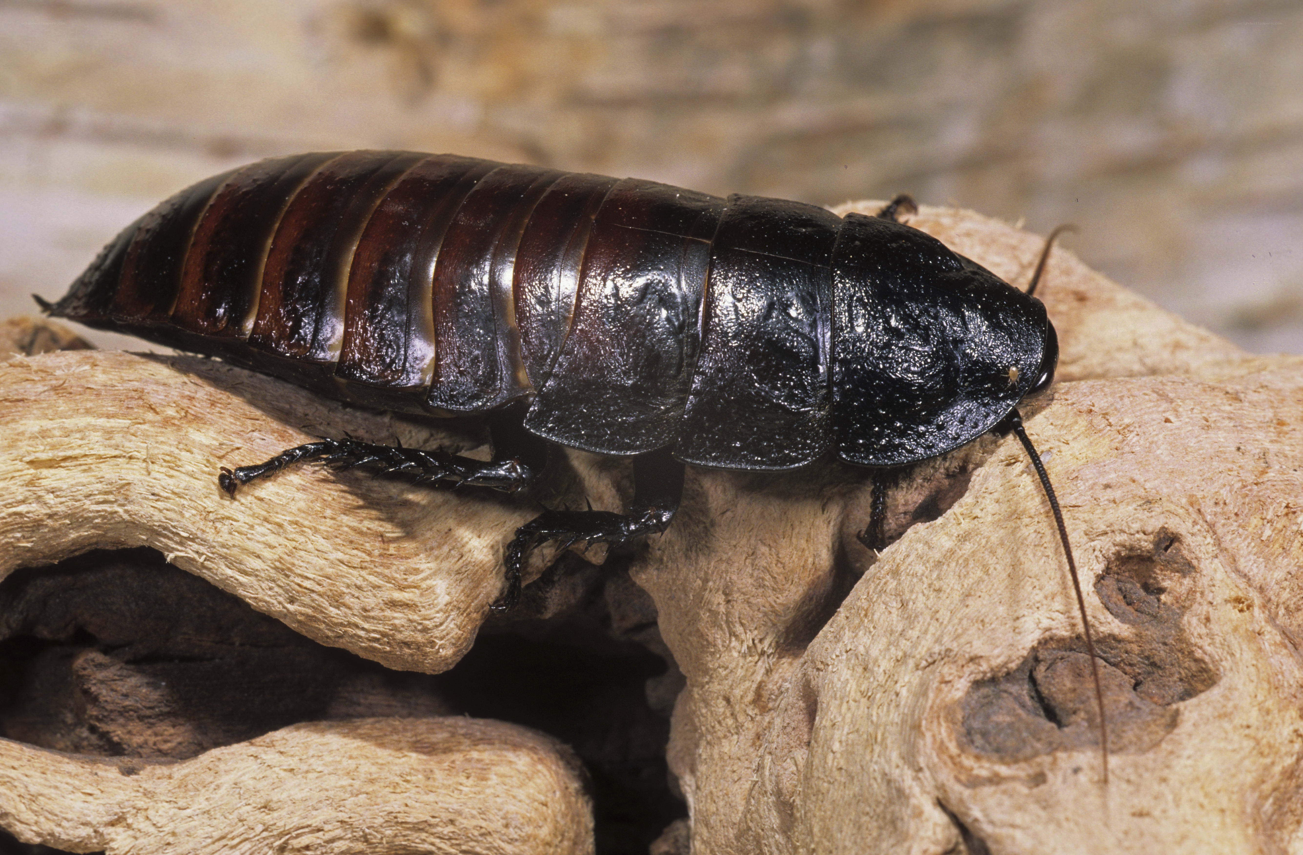 large black cockroach on wood