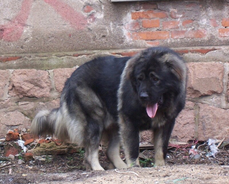 Large Black Dog