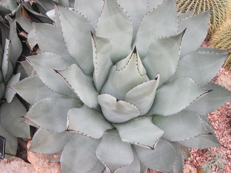Large Blue Agave Plant