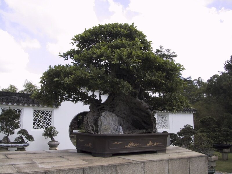 Large Bonsai Tree