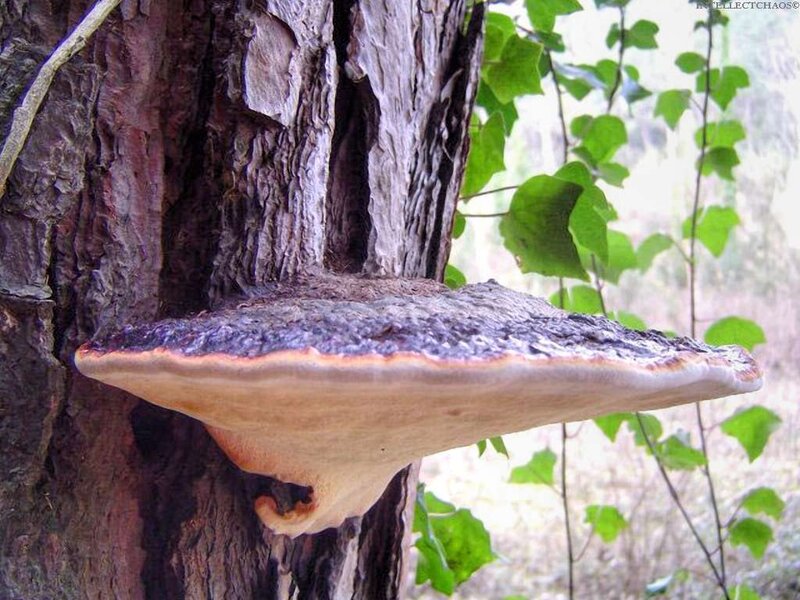 Large Bracket Fungus