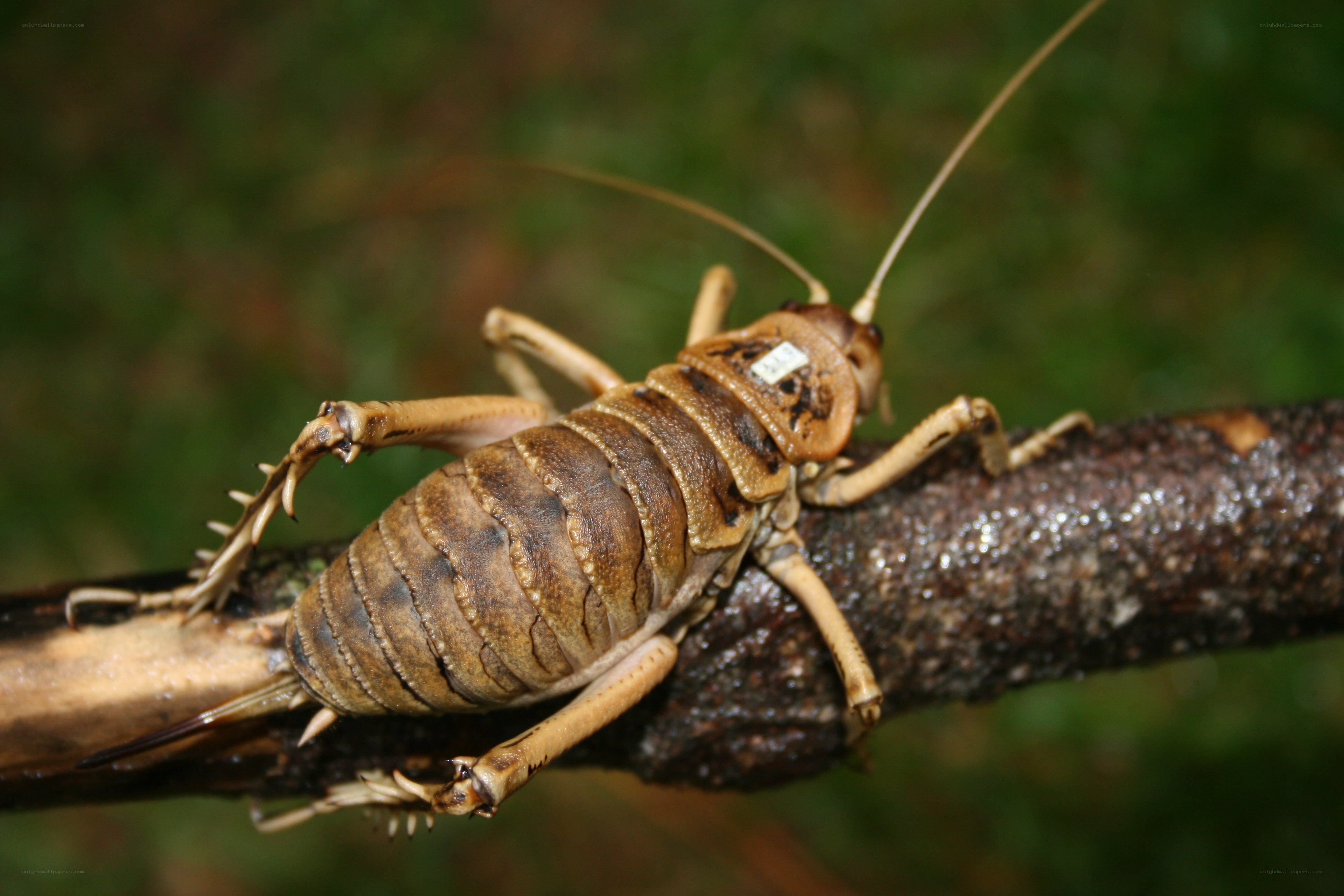 large brown cricket on branch