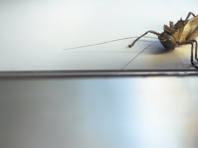 Large Brown Insect