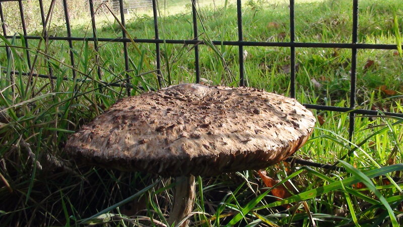 Large Brown Mushroom