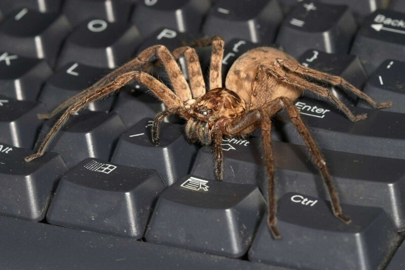 Large Brown Spider — Black