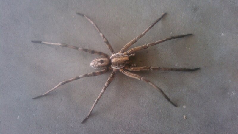 Large Brown Spider — Neutral
