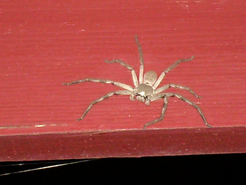 Large Brown Spider