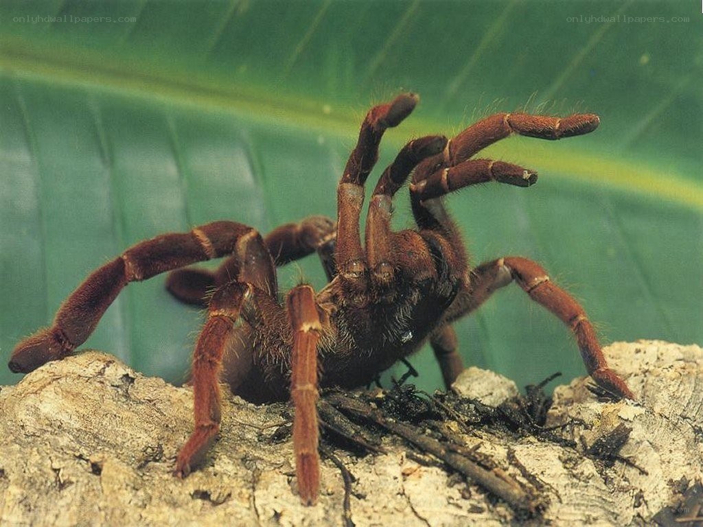 large brown tarantula on rock