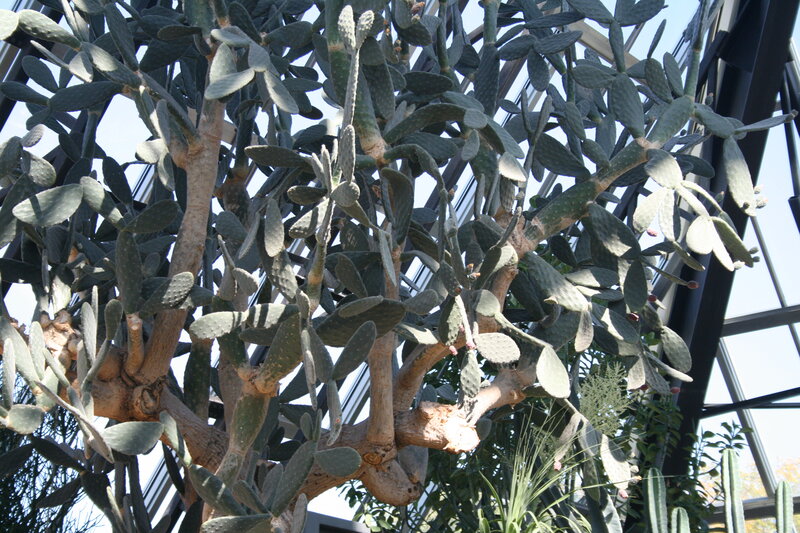 Large Cactus Plant
