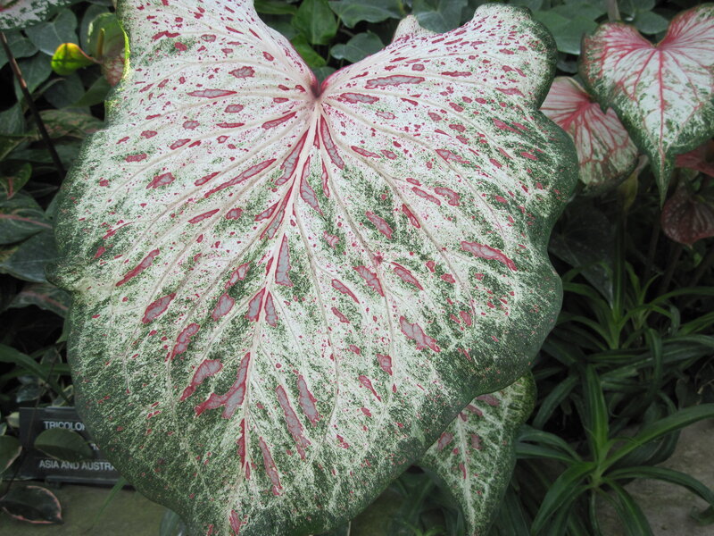 Large Caladium Leaf