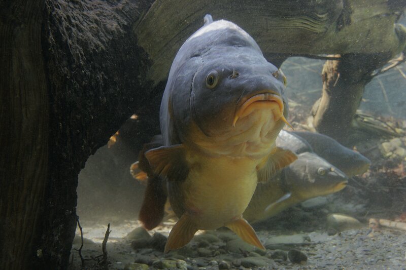 Large Carp Fish