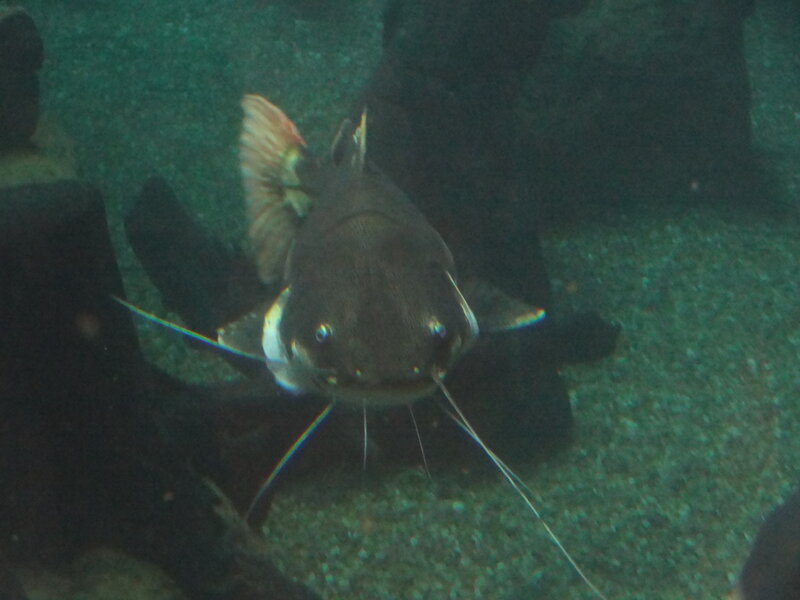 Large Catfish in Aquarium — Green