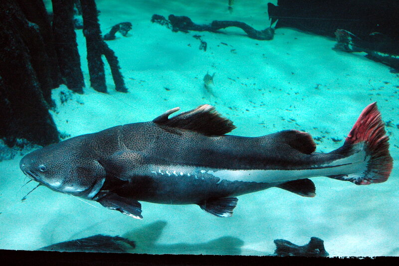 Large catfish in aquarium