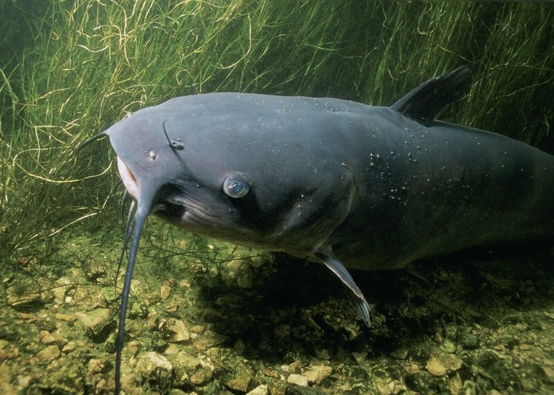 Large catfish in aquatic plants