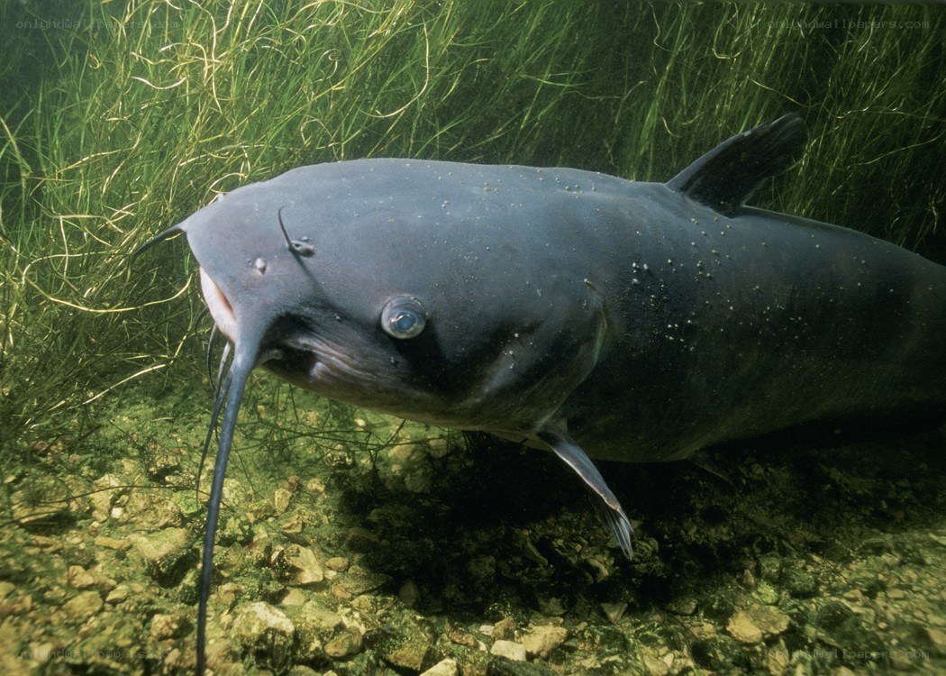 Large catfish in aquatic plants