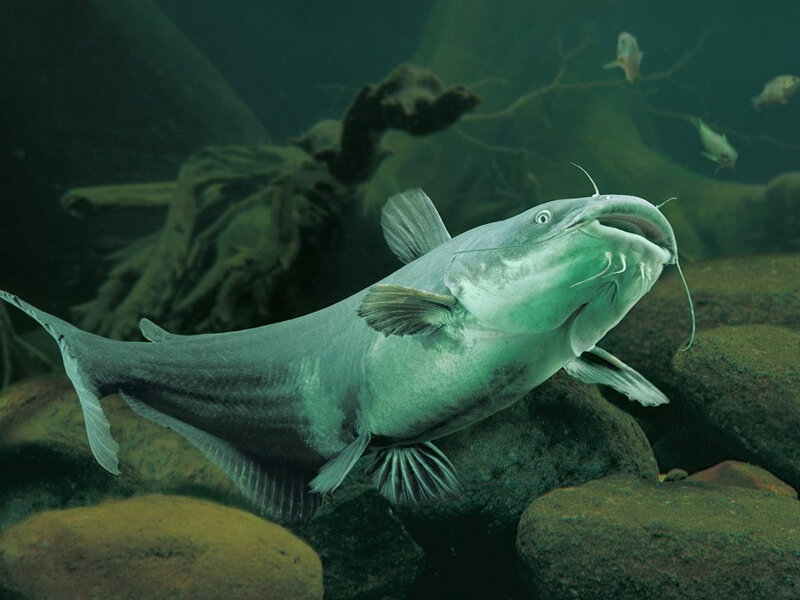 Large Catfish in Water — Green