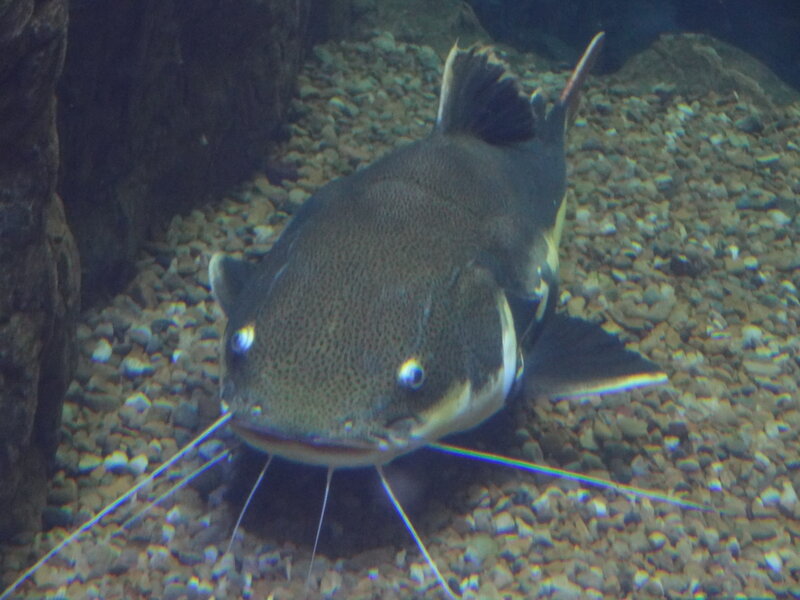 Large Catfish on Gravel