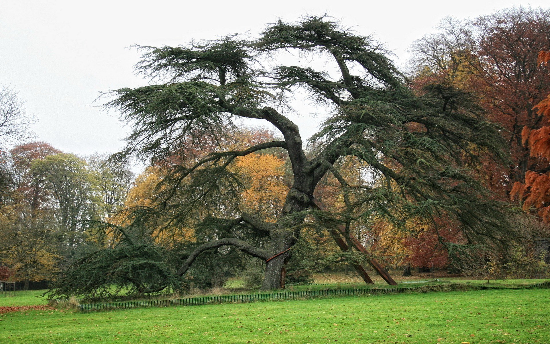 Large cedar tree in autumn park