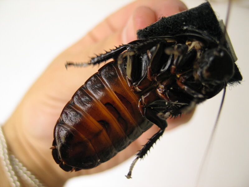 Large Cockroach on Hand — Brown