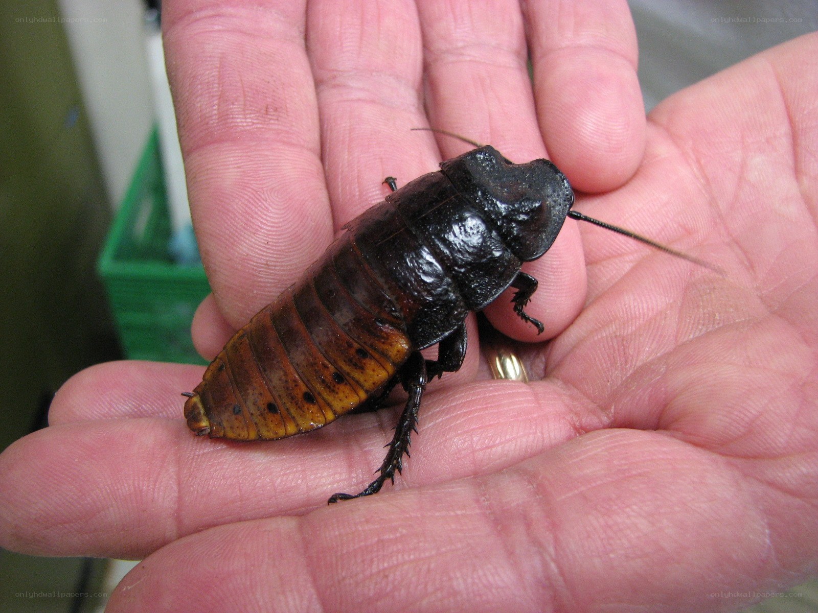 large cockroach on hand