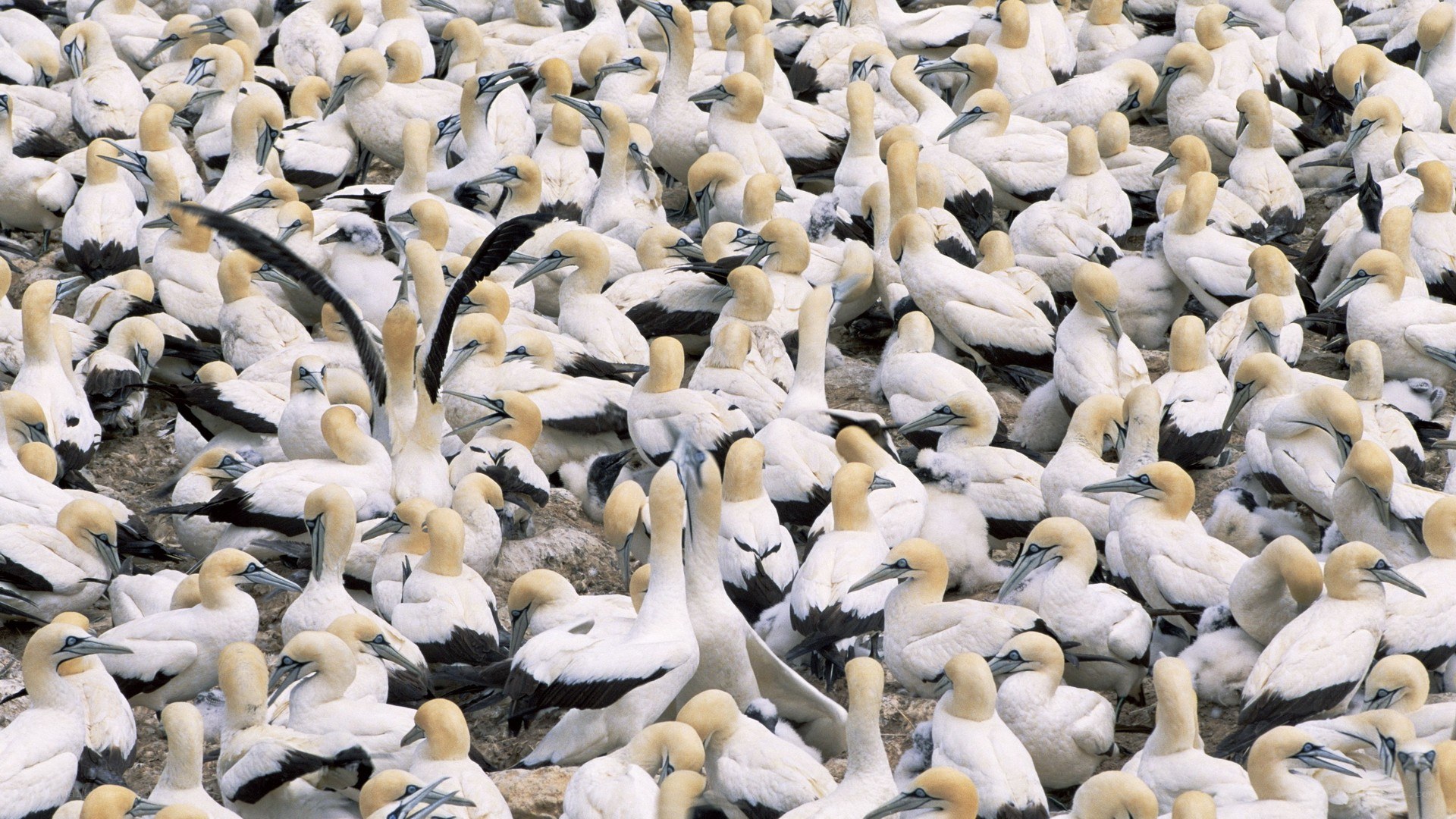 large colony of gannets