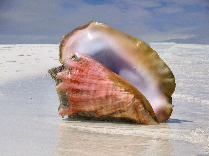 Large conch shell on beach
