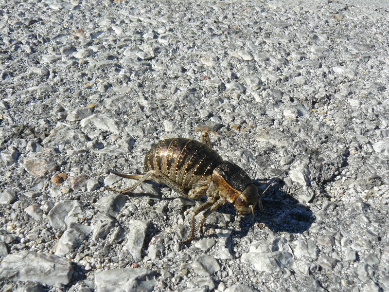 Large Cricket on Gravel