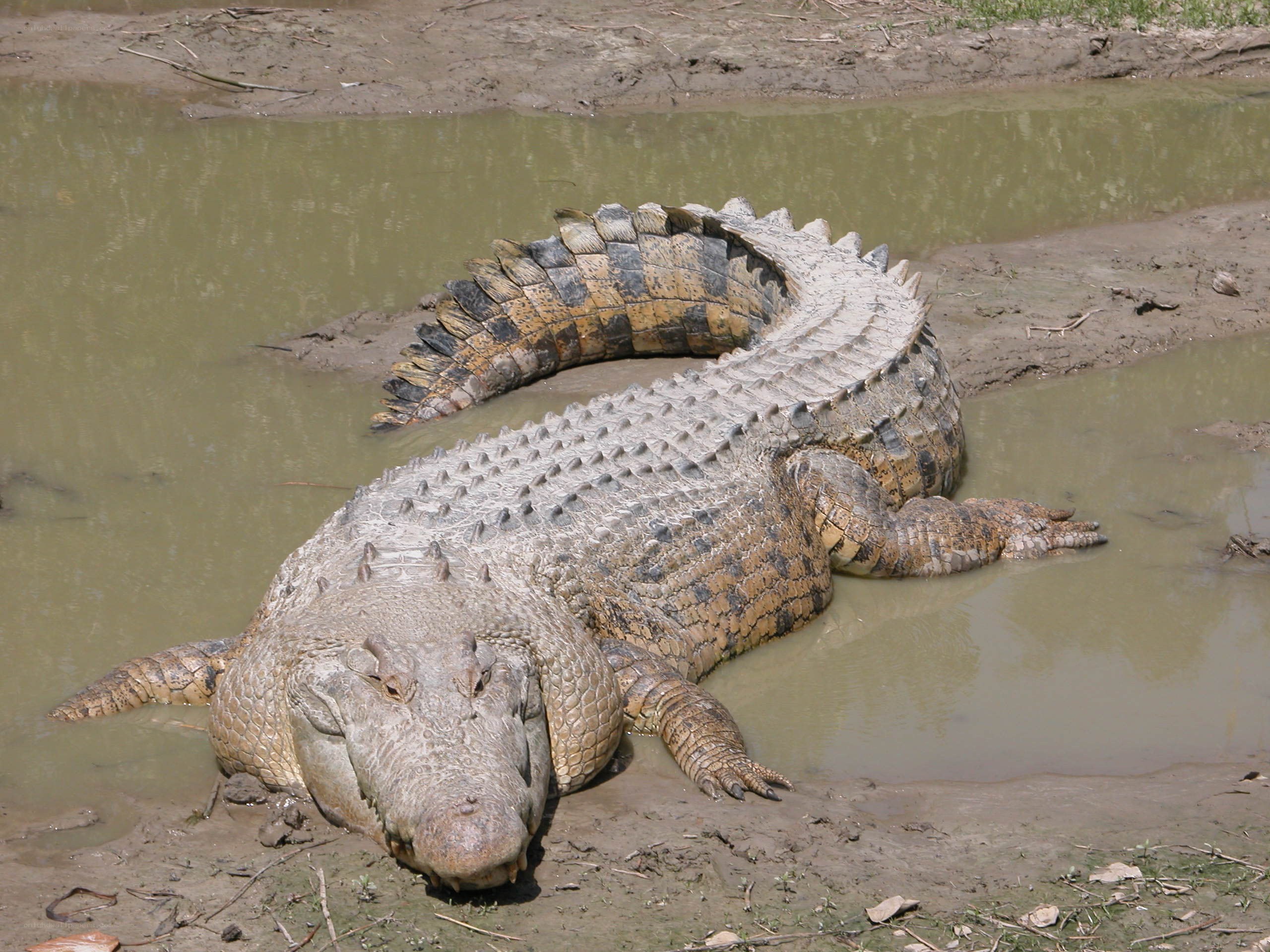 Large crocodile in muddy water