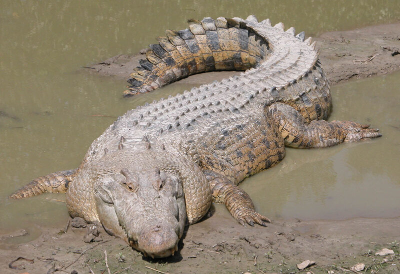 Large Crocodile in Water — Brown