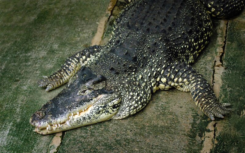 Large Crocodile on Concrete