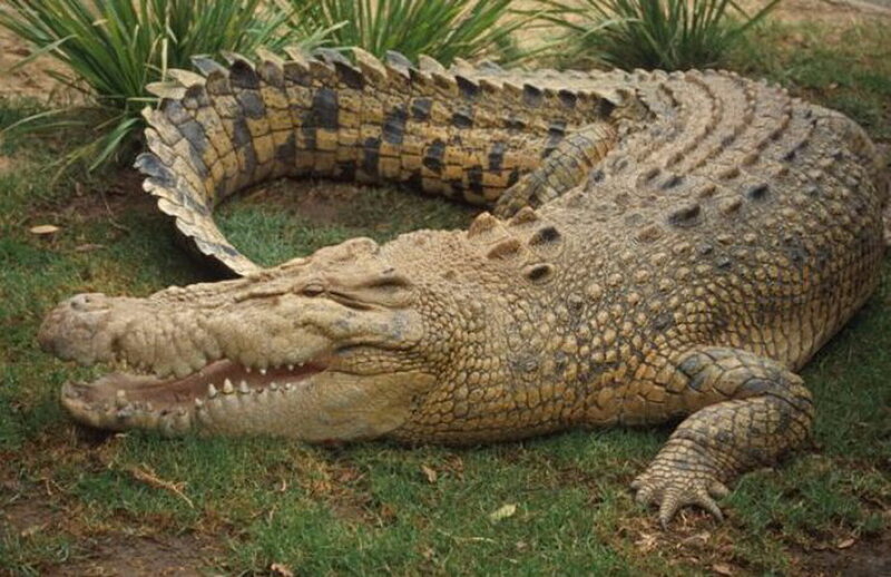 Large Crocodile on Grass