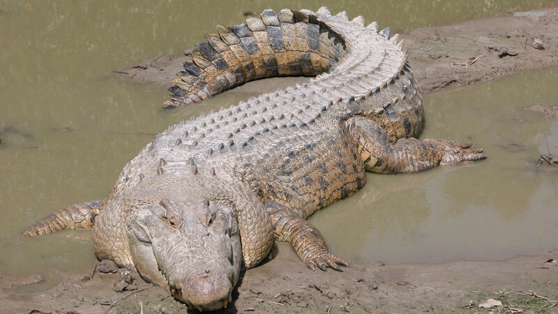 Large Crocodile on Mud