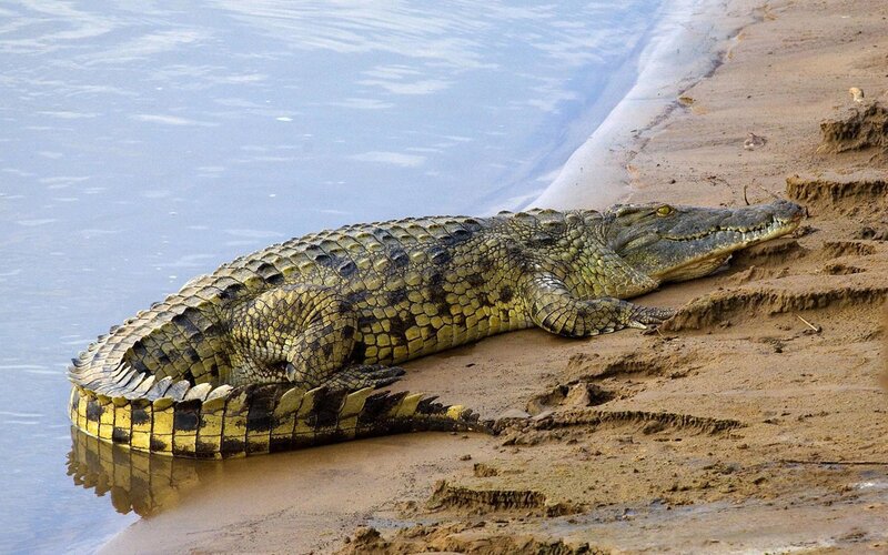 Large Crocodile on Shore — Green