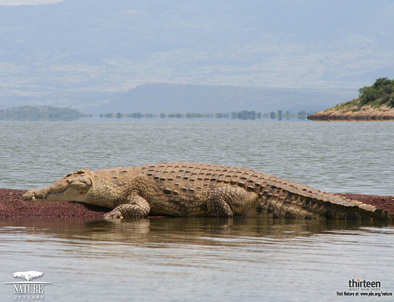 Large Crocodile on Shore