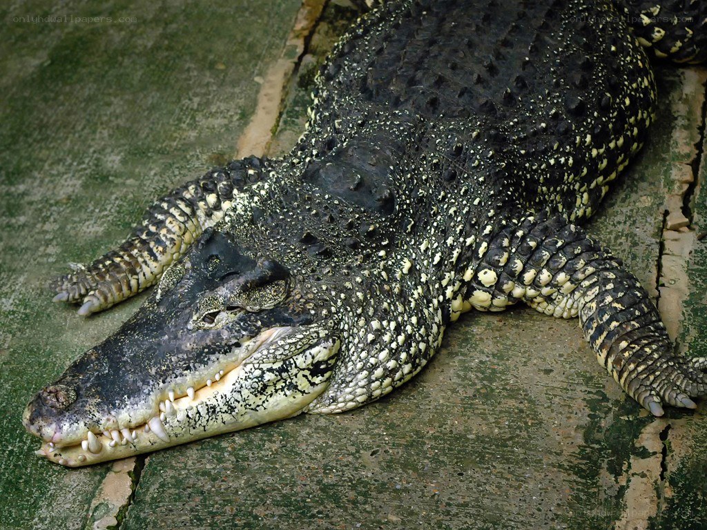 Large crocodile resting on concrete